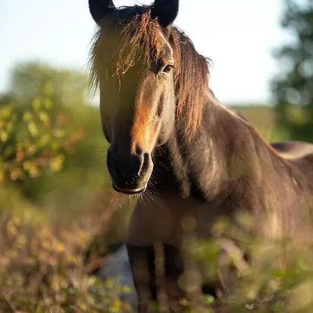 Nocleg ze śniadaniem Mas De Peyrelongue Corn