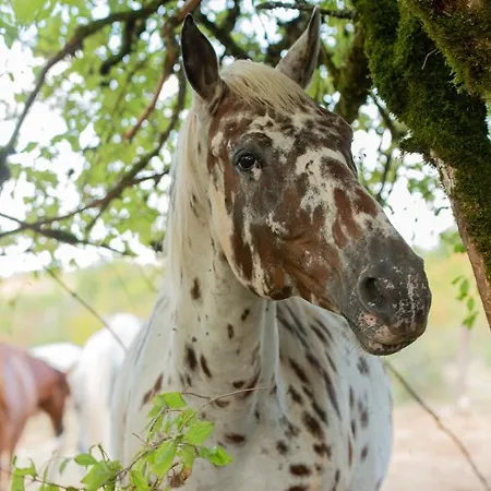 Mas De Peyrelongue Nocleg ze śniadaniem
