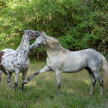 Mas De Peyrelongue Corn