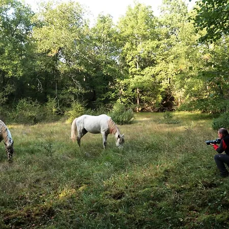 Mas De Peyrelongue Corn