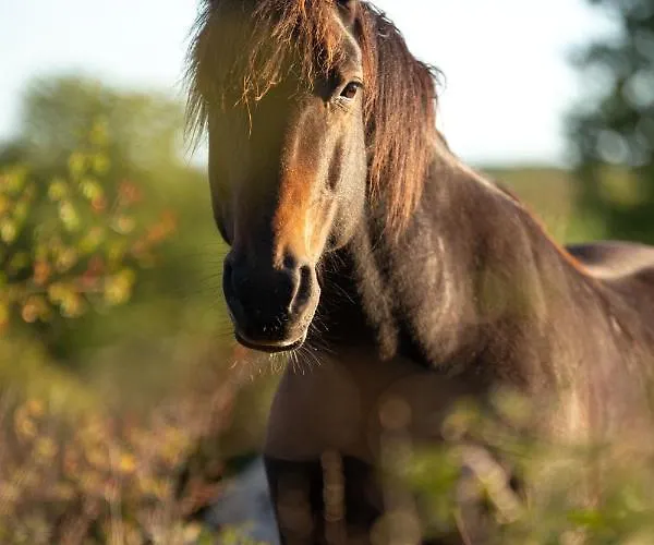 Panzió Mas De Peyrelongue Corn