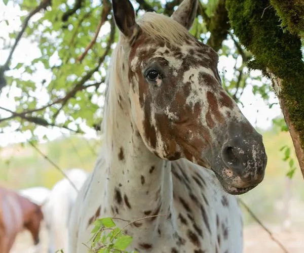 Mas De Peyrelongue Panzió