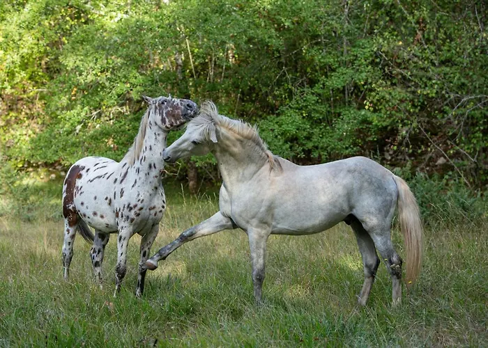Mas De Peyrelongue Corn